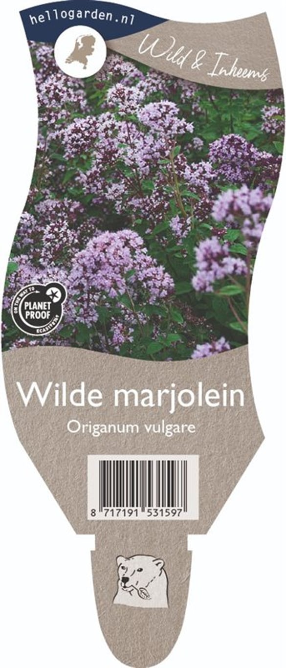 Origanum vulgare - P11